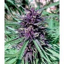 Purple Kush