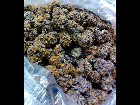 Sour Diesel