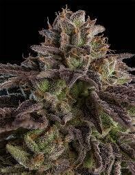 Hilo Hammer kush