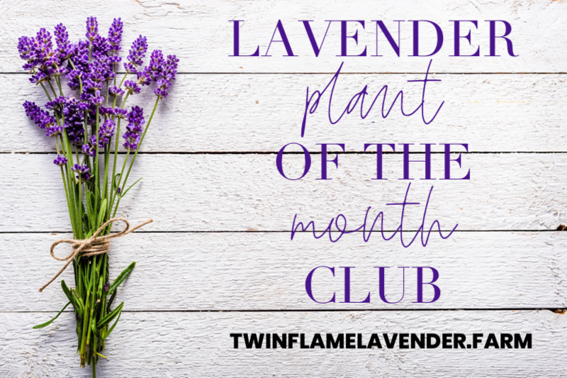 APRIL Lavender Plant of the Month:  Munstead