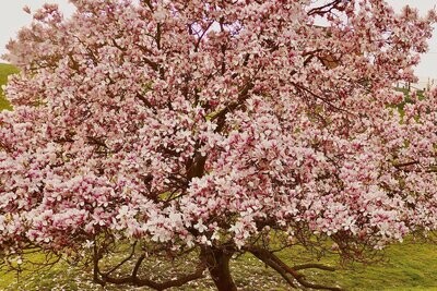 Gold: cycle of ten, 60-minute lessons – GCSE French: £400