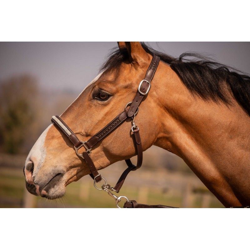 Lederhalfter Harmonie