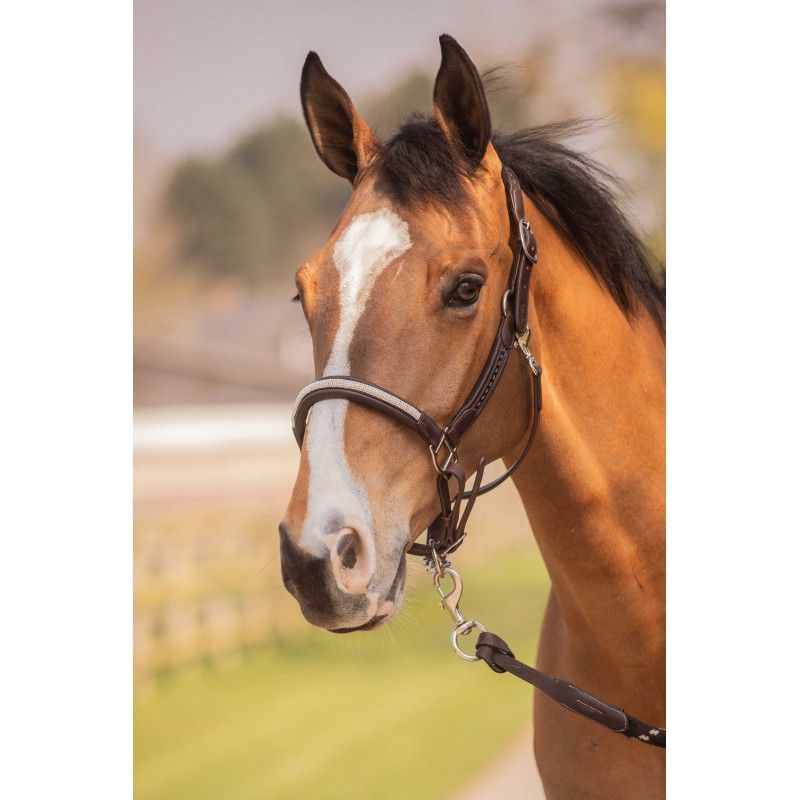 Lederhalfter Harmonie