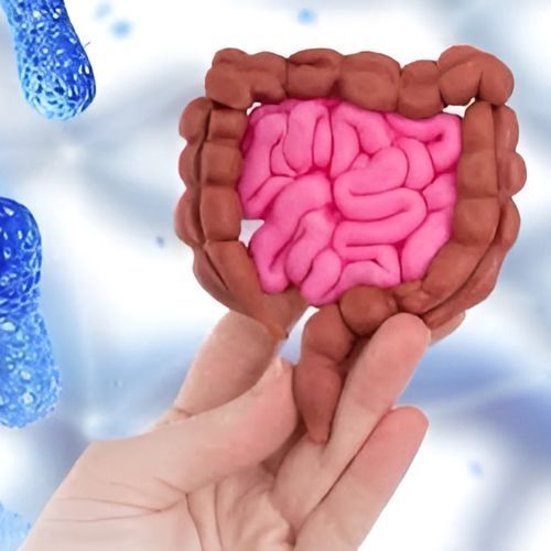 The Gut Microbiome: A perspective on fertility, pregnancy, and infant health by Dr. Dee | Feminine Systems