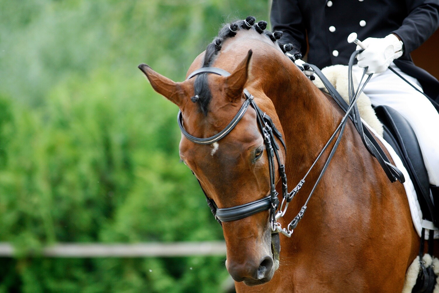 Training Dressage