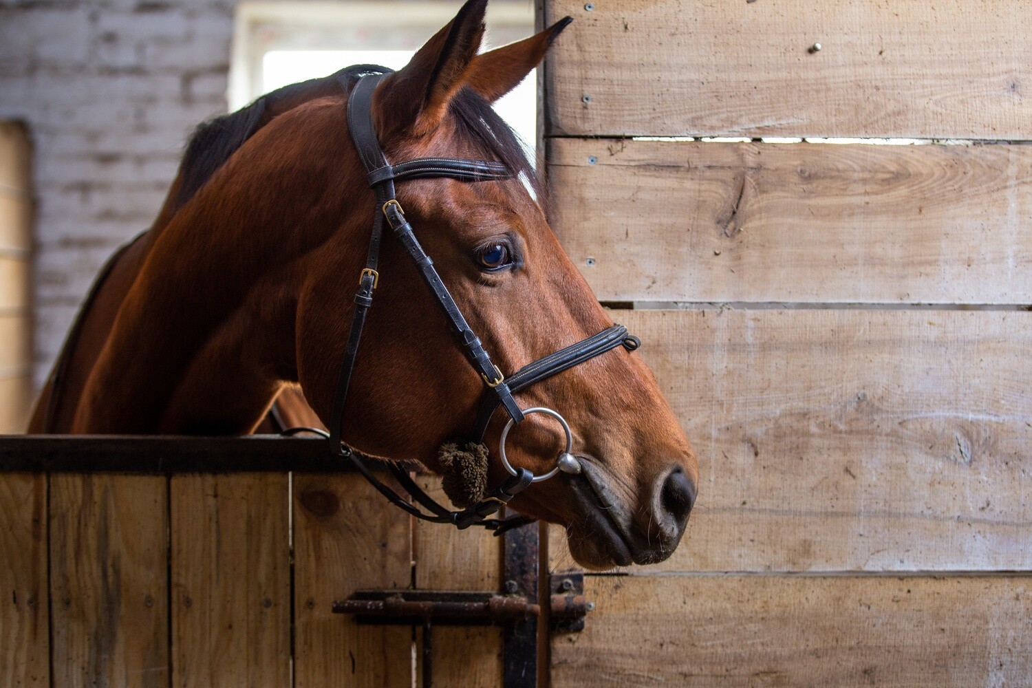 Book Show Stable per NIGHT/ DAY