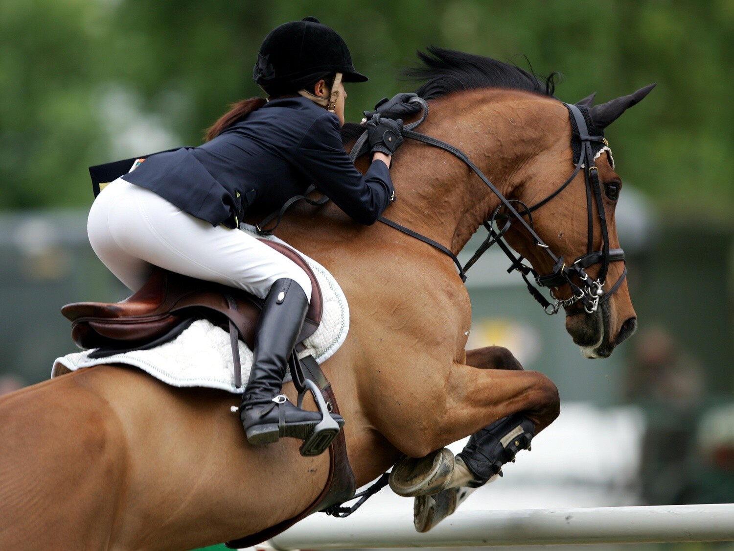 Training Show Jumping