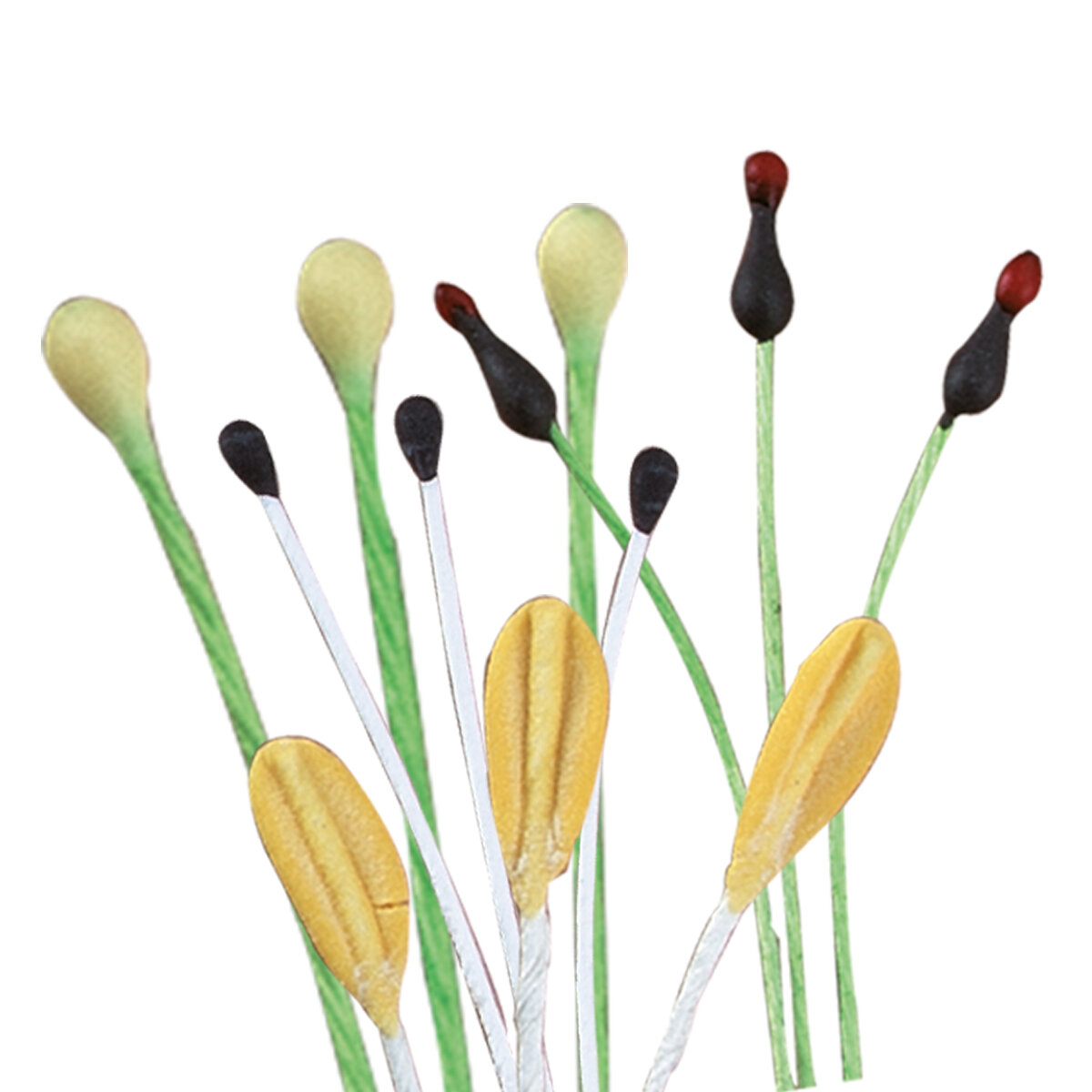 Staubgefäße, Beutel zu 72 Stück