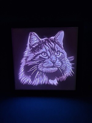 Longhair Cat 2 9x9 inch lightbox