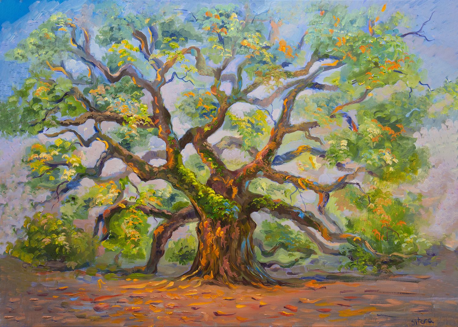 Print Angel Oak, Charleston SC