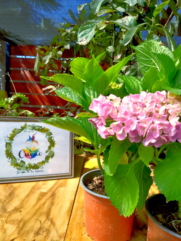 Hortensias Rosadas y Rojas