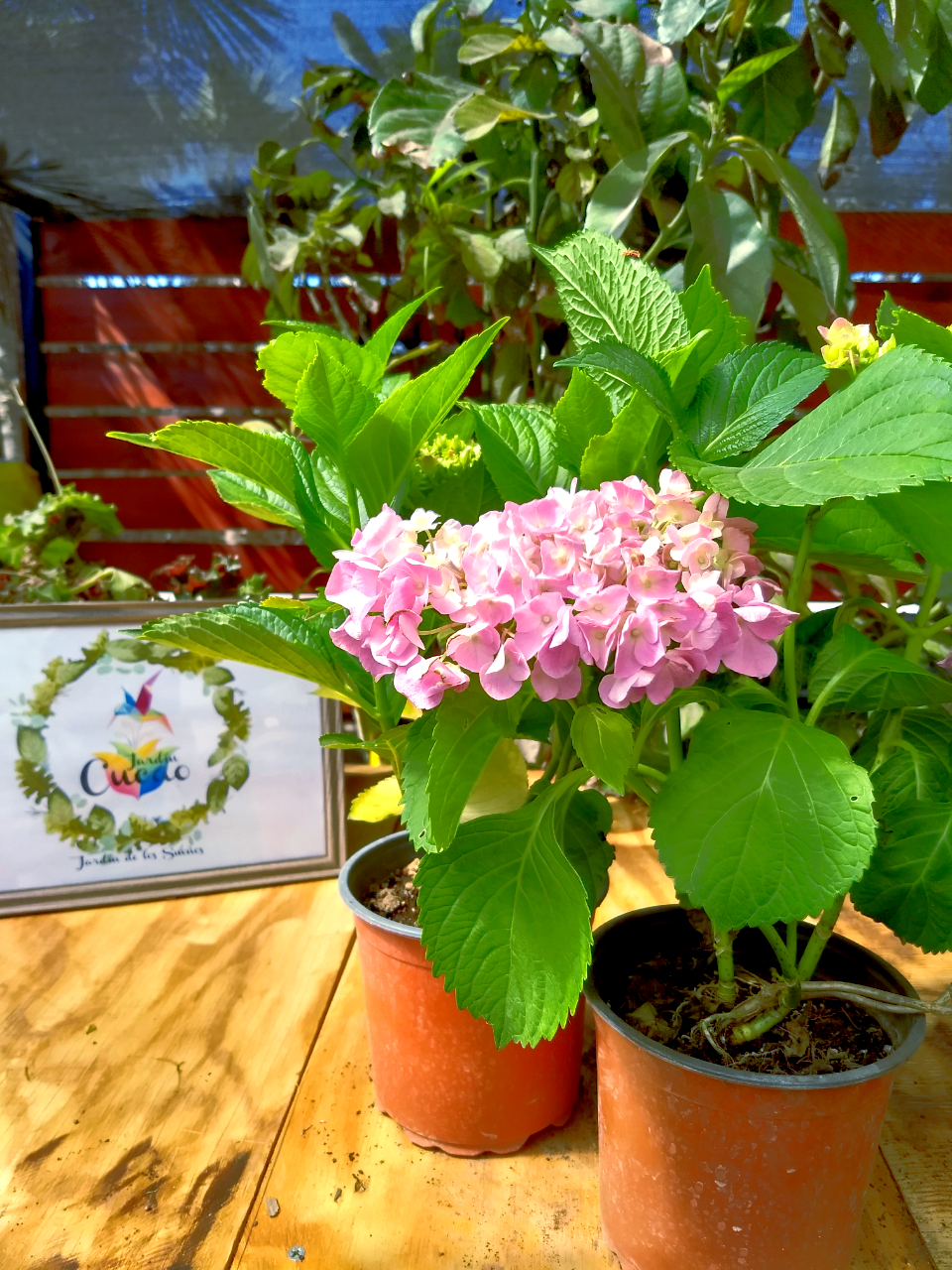 Hortensias Rosadas y Rojas