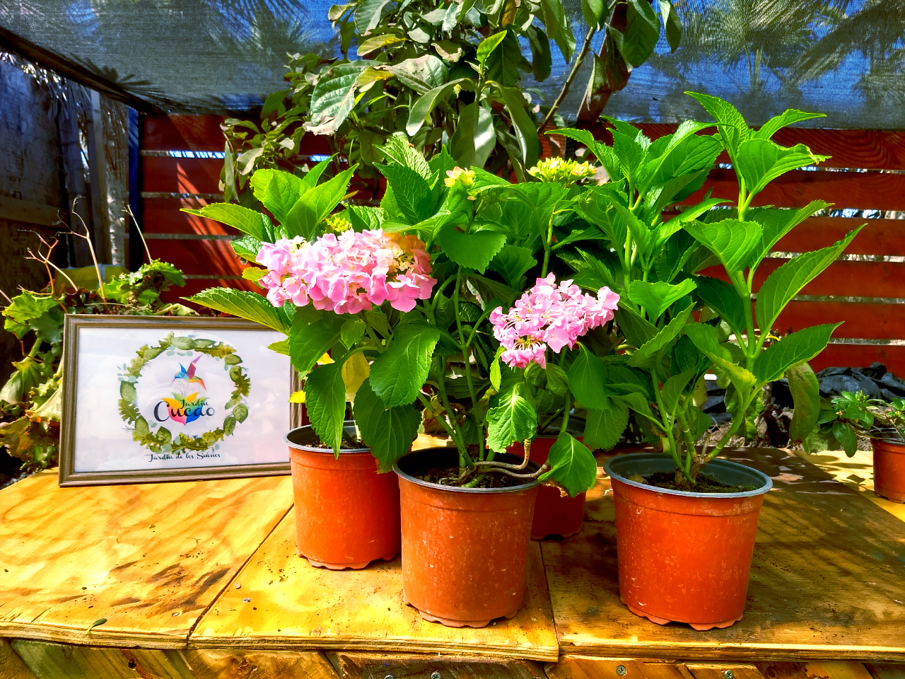 Hortensias Rosadas y Rojas