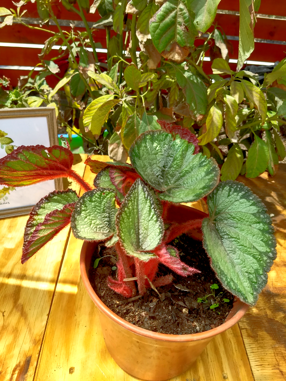 Begonia Caracol Gris