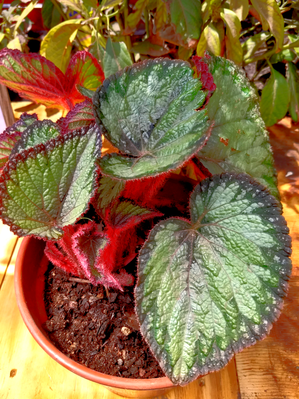 Begonia Caracol Gris