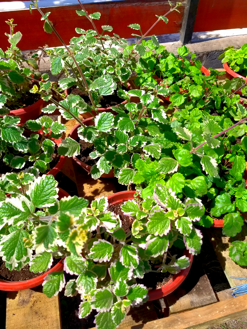 Jade y Suculentas