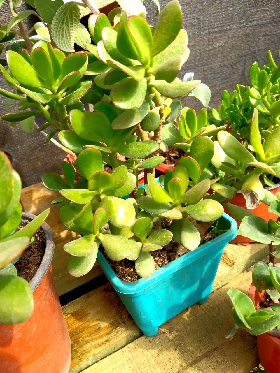 Jade y Suculentas
