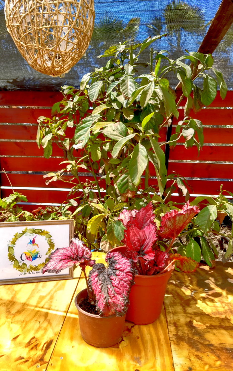 Begonia Caracol Roja