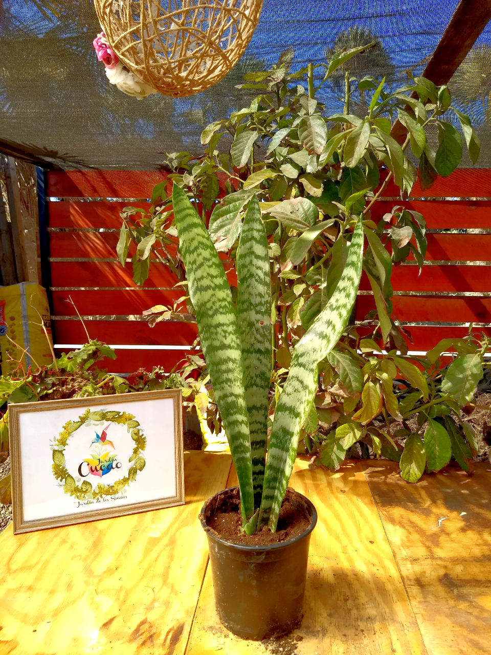 Sansevieria 85 cm.