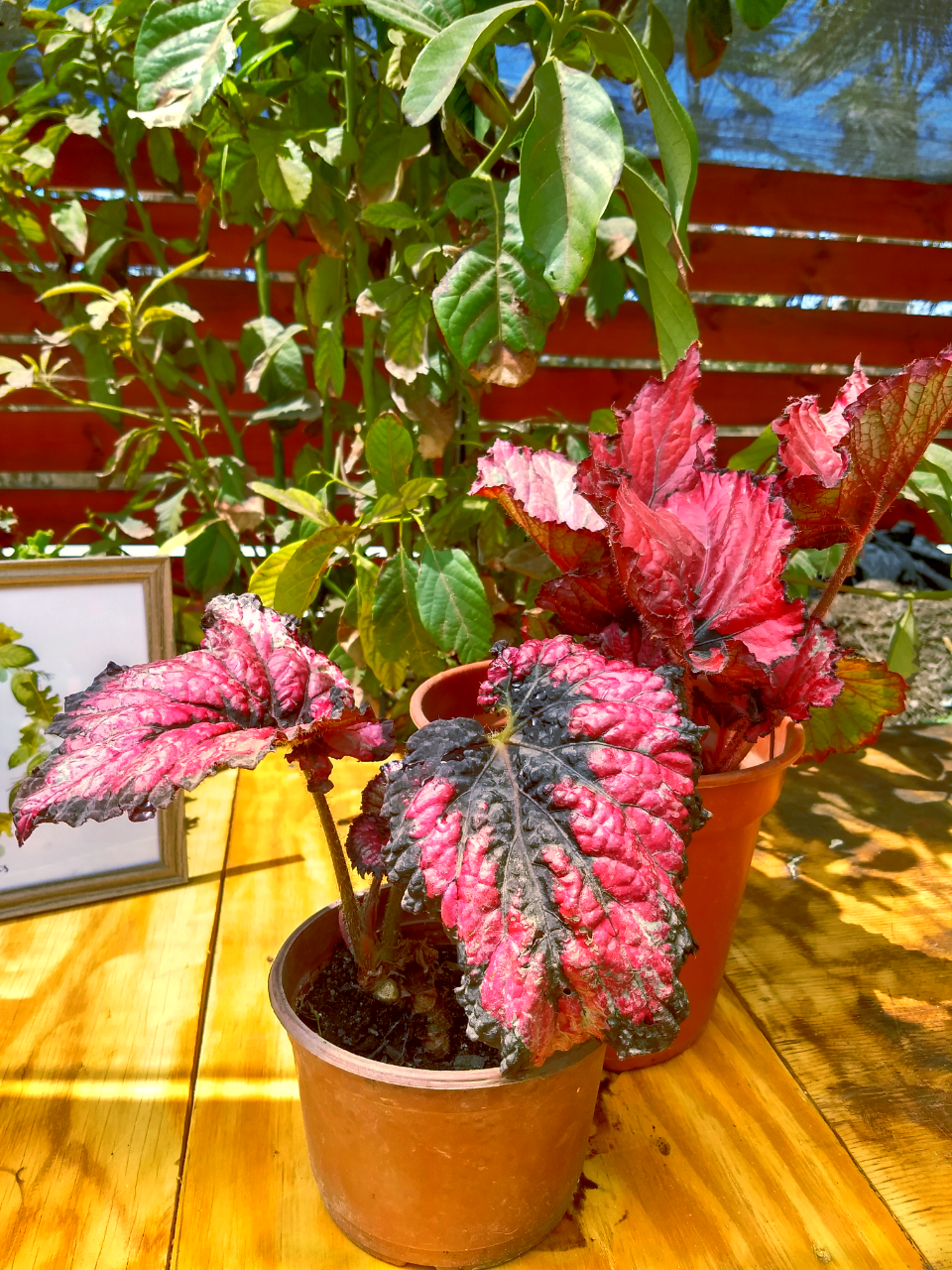Begonia Caracol Roja
