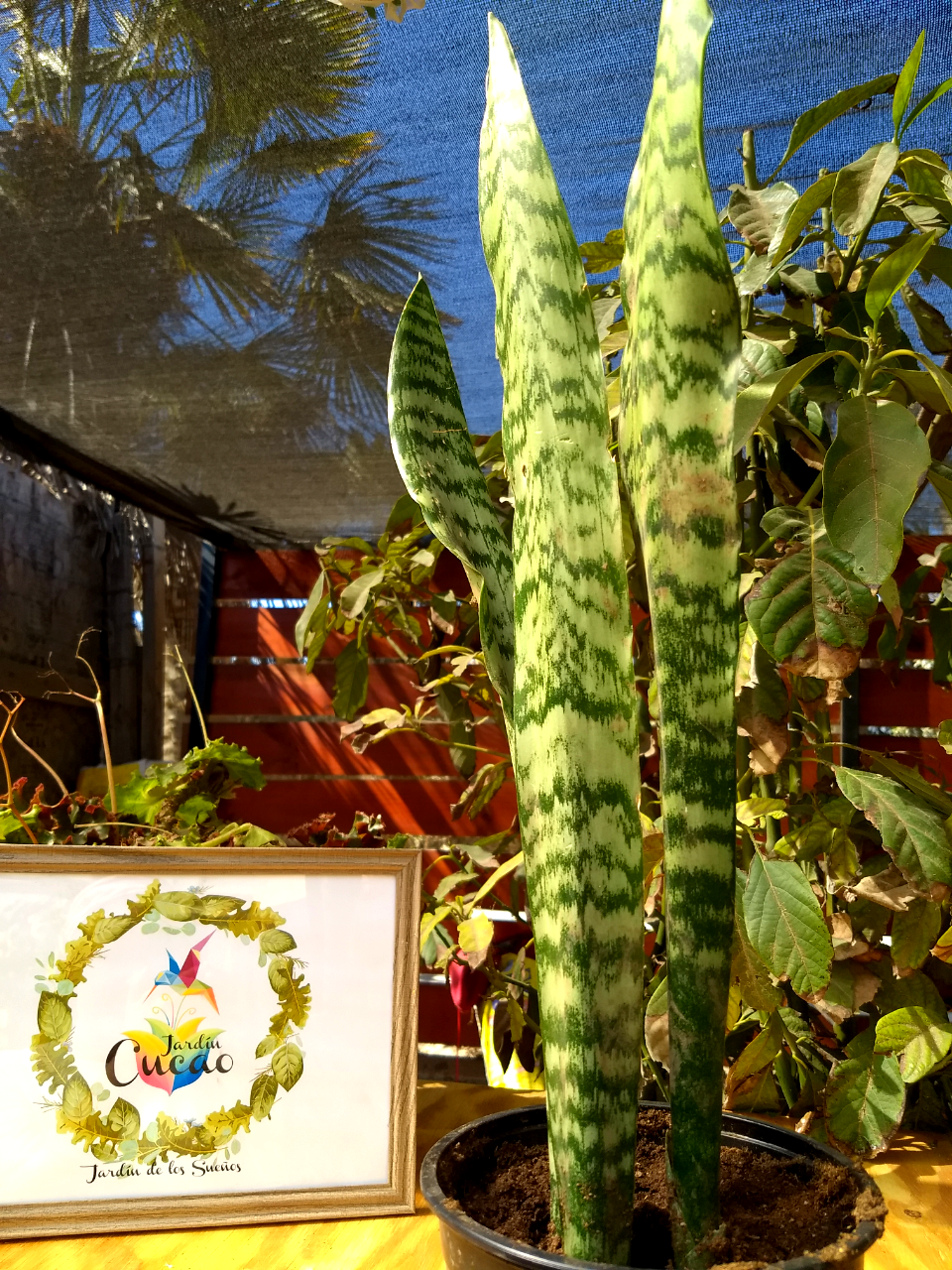 Sansevieria 85 cm.