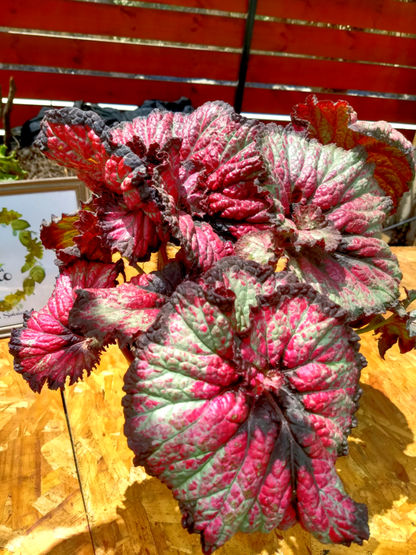 Begonia Caracol Roja