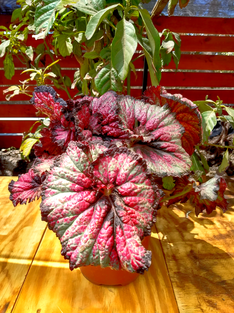 Begonia Caracol Roja