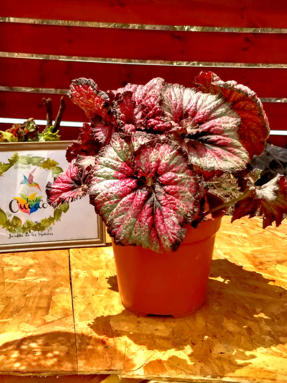 Begonia Caracol Roja