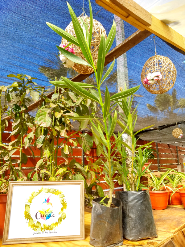 Laurel en Flor