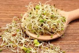 Alfalfa