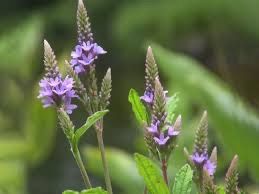 Blue Vervain