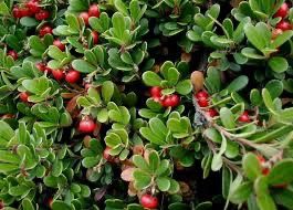 Bear Berry Leaf