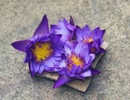 Blue Lotus