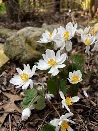 Bloodroot