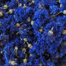 Blue Cornflower