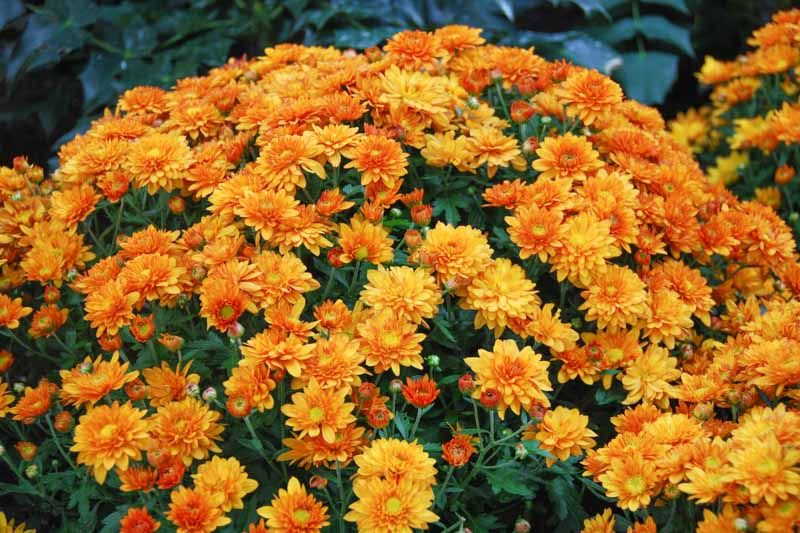 Chrysanthemum