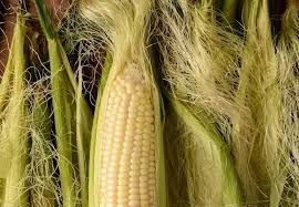Cornsilk