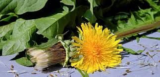 Dandelion Leaf