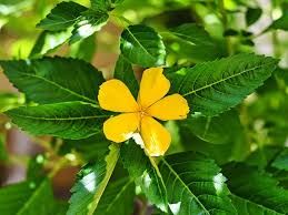 Damiana