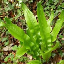 Deer Tongue