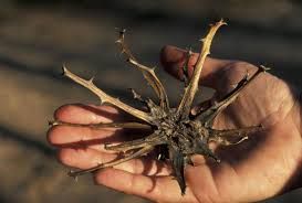 Devil&#39;s Claw