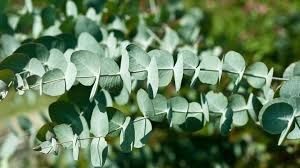 Eucalyptus