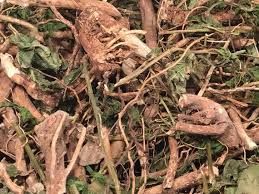 Guinea African Seed