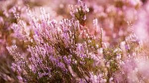 Heather Flower