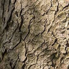 Horse Chestnut Bark