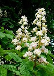 Horse Chestnut Flower