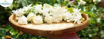 Jasmine
