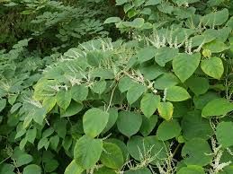 Japanese Knotweed