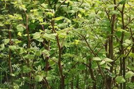 Knotgrass Herb