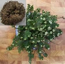 Rose of Jericho